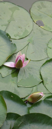 Recipe - Sidebar Image